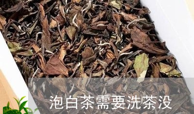 泡白茶需要洗茶没/2023062278161