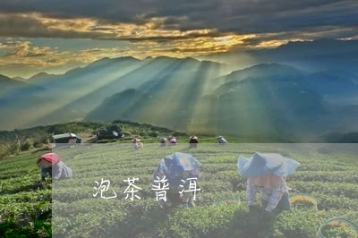 泡茶普洱/2023090124148