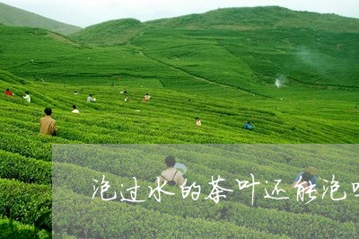 泡过水的茶叶还能泡吗/2023061172616