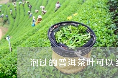 泡过的普洱茶叶可以当花肥吗/2023052754157