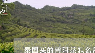 泰国买的普洱茶怎么用/2023062106160