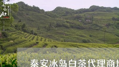 泰安冰岛白茶代理商地址/2023102756158