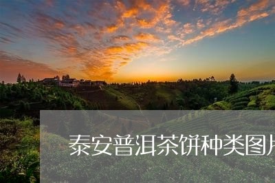 泰安普洱茶饼种类图片介绍/2023110750483