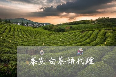 泰安白茶饼代理/2023060246361