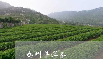 泰州普洱茶/2023090510794