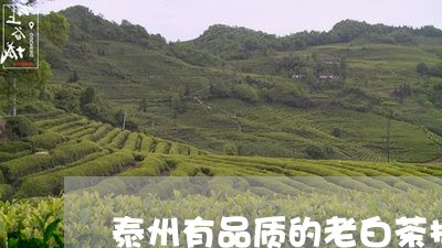 泰州有品质的老白茶招商/2023102730472