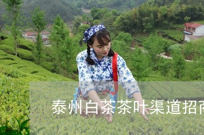 泰州白茶茶叶渠道招商/2023100281614