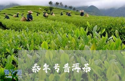 泰年号普洱茶/2023042678723