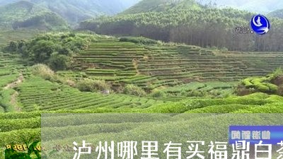 泸州哪里有买福鼎白茶/2023120847058