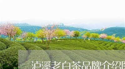 泸溪老白茶品牌介绍图片/2023102726351