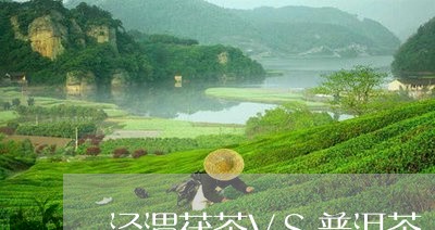 泾渭茯茶VS普洱茶/2023070953025