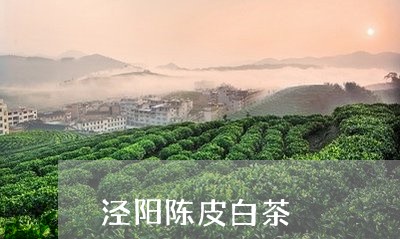 泾阳陈皮白茶/2023063050483