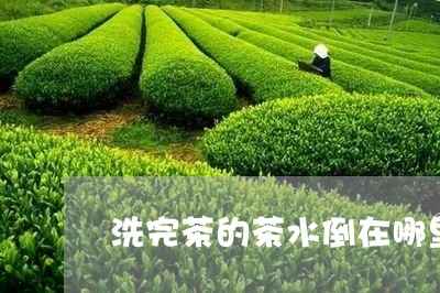 洗完茶的茶水倒在哪里/2023071551615