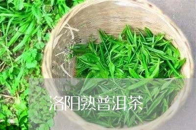 洛阳熟普洱茶/2023042746660