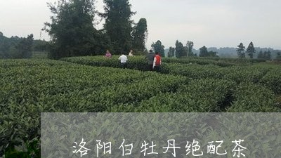 洛阳白牡丹绝配茶/2023062212494