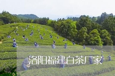 洛阳福建白茶厂家/2023090541806