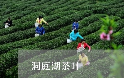 洞庭湖茶叶/2023041830588