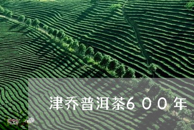 津乔普洱茶600年/2023091589627