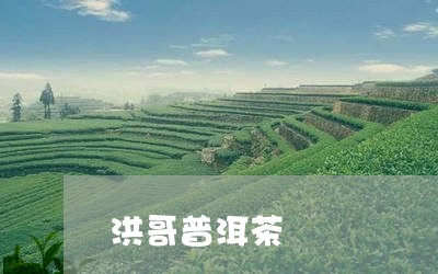 洪哥普洱茶/2023090624926