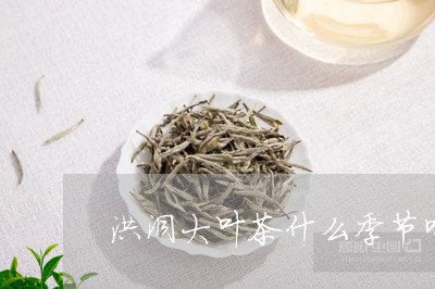 洪洞大叶茶什么季节喝/2023060825938