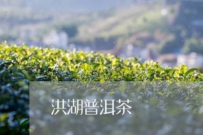 洪湖普洱茶/2023090545957