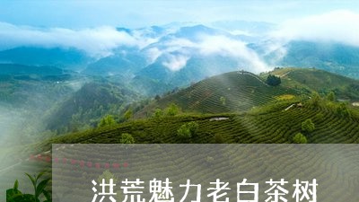 洪荒魅力老白茶树/2023062261703