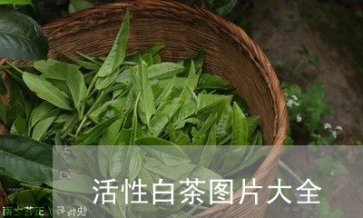 活性白茶图片大全/2023062268505