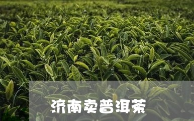 济南卖普洱茶/2023042875821