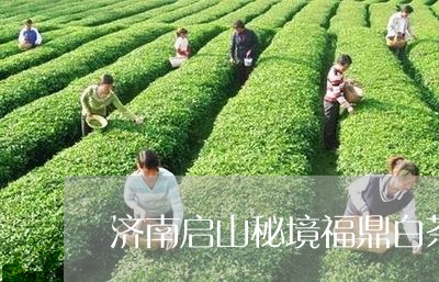 济南启山秘境福鼎白茶/2023092028272