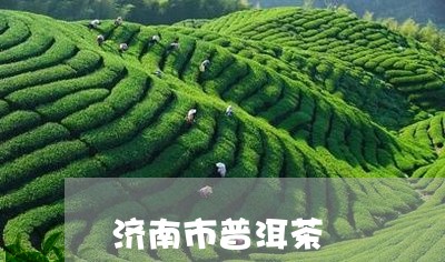 济南市普洱茶/2023042555966