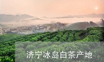 济宁冰岛白茶产地/2023062316238