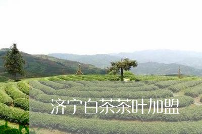 济宁白茶茶叶加盟/2023062248484