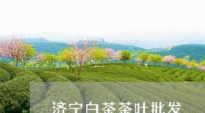 济宁白茶茶叶批发/2023062218279