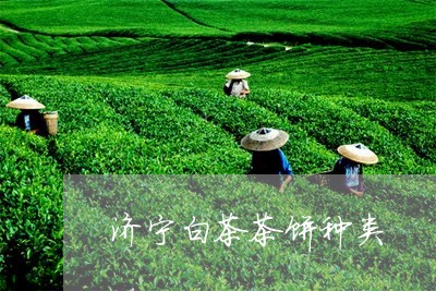 济宁白茶茶饼种类/2023062288384