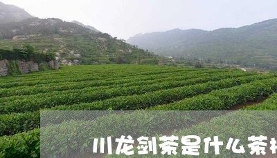 浐川龙剑茶是什么茶树品种/2023051107269