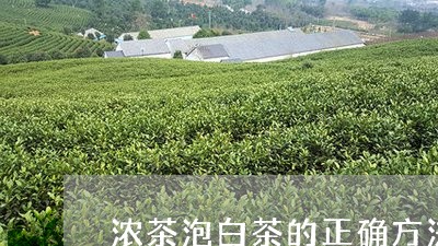 浓茶泡白茶的正确方法是/2023102768404