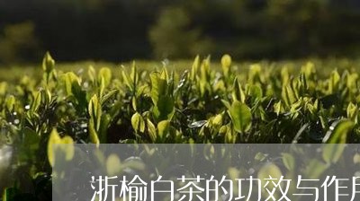 浙榆白茶的功效与作用/2023100370694