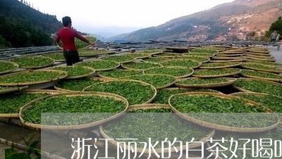 浙江丽水的白茶好喝吗/2023100387179