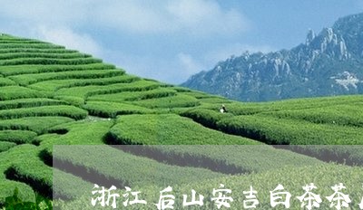 浙江后山安吉白茶茶厂/2023100218360