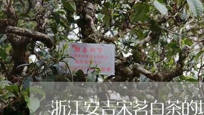 浙江安吉宋茗白茶的地址/2023102757593