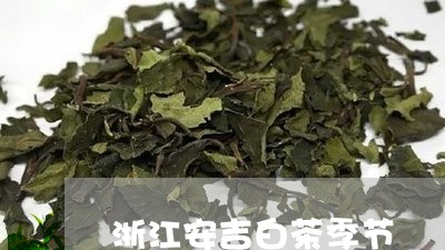 浙江安吉白茶季节/2023062279461