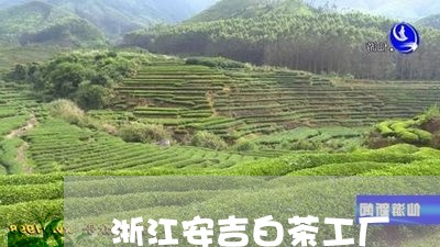 浙江安吉白茶工厂/2023062271406