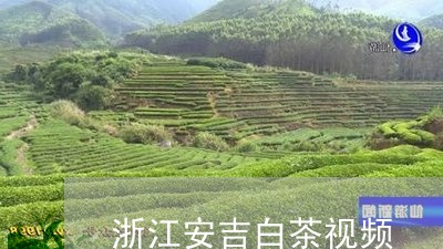 浙江安吉白茶视频/2023062251503