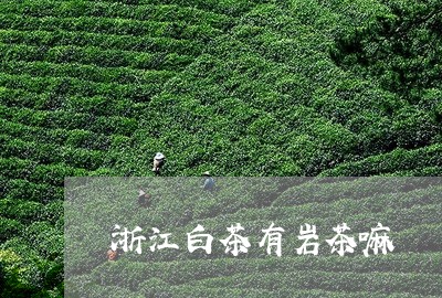 浙江白茶有岩茶嘛/2023100357191