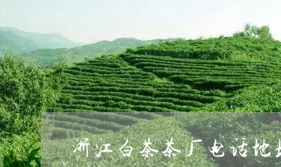 浙江白茶茶厂电话地址/2023100364815