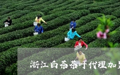 浙江白茶茶叶代理加盟店/2023102778262