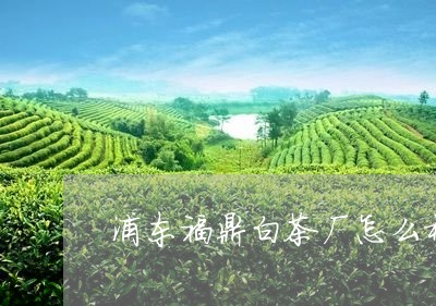 浦东福鼎白茶厂怎么样呀/2023092431597