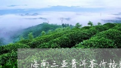 海南三亚普洱茶价格表和图片/2023082872745