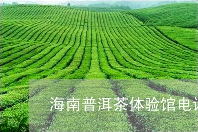 海南普洱茶体验馆电话号/2023050764059