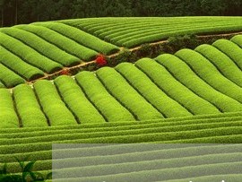 海南柑皮普洱茶保存/2023121781585